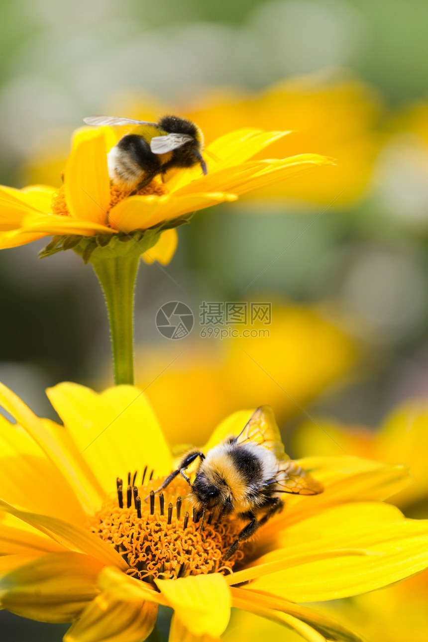 夏天在向日葵上打滚的蜜蜂图片