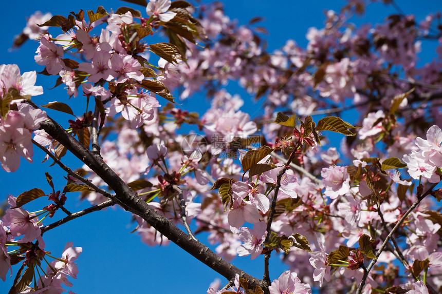 樱花花宏观花瓣花园植物天空植物群蓝色季节樱花粉色图片