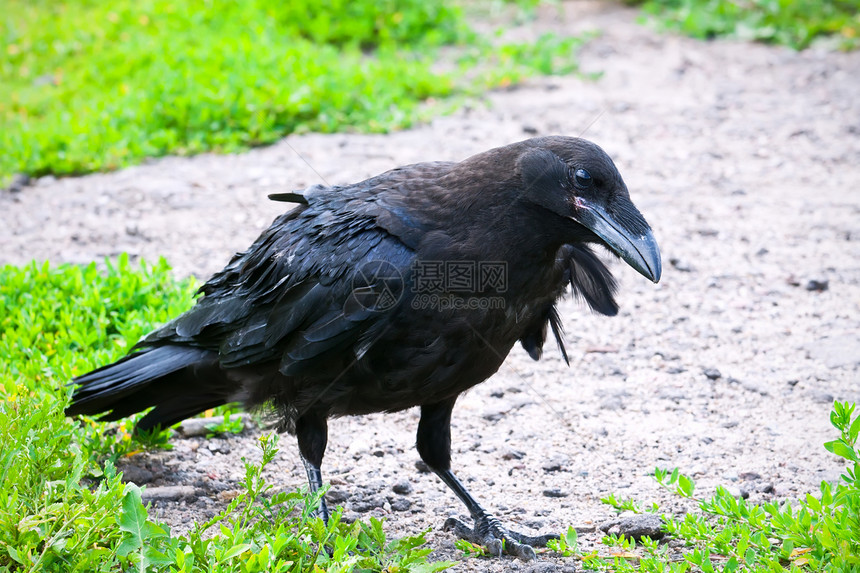 雷文羽毛野生动物动物群翅膀乌鸦鸟类眼睛栖息黑鸟动物图片