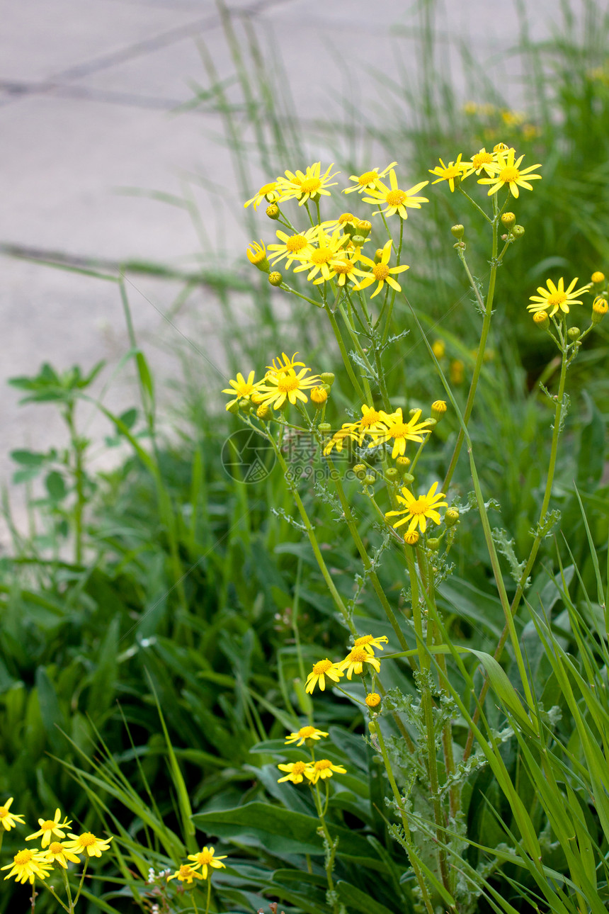 黄花植物绿色场地植物群植被荒野杂草灰色野花花期图片