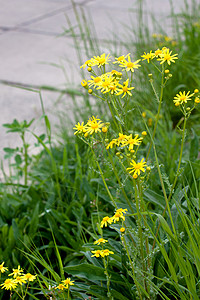 黄花植物绿色场地植物群植被荒野杂草灰色野花花期背景图片