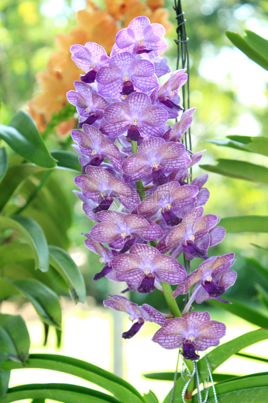 兰花的特写植物植物学花束花瓣叶子紫色生态绿色植物群花园图片