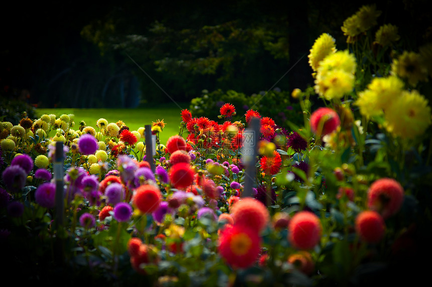 花园园中心植物花园植物群文娱生命水平摄影风景生长图片