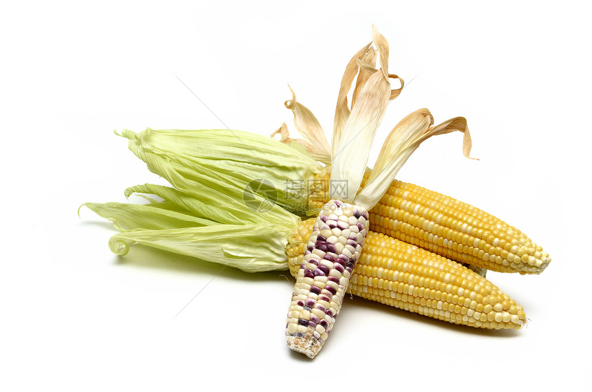 孤立的玉米爆米花粮食种子饮食收成耳朵团体农业植物玉米芯图片