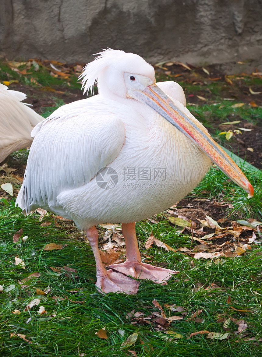 佩利卡热带公园翅膀动物园航班白色粉色野生动物荒野动物群图片