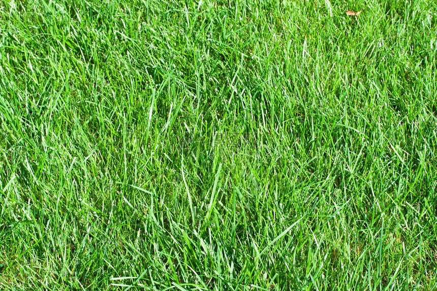 绿草环境土地绿色植物活力生长场地植物边缘草地院子图片