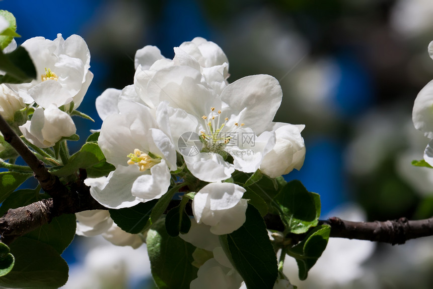 苹果花花季节绿色花园花瓣蓝色植物白色苹果树天空宏观图片
