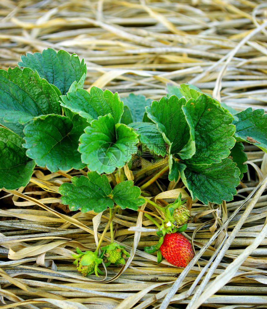 农场的草莓植物园艺季节生长稻草食物叶子甜点种植园农村农业图片