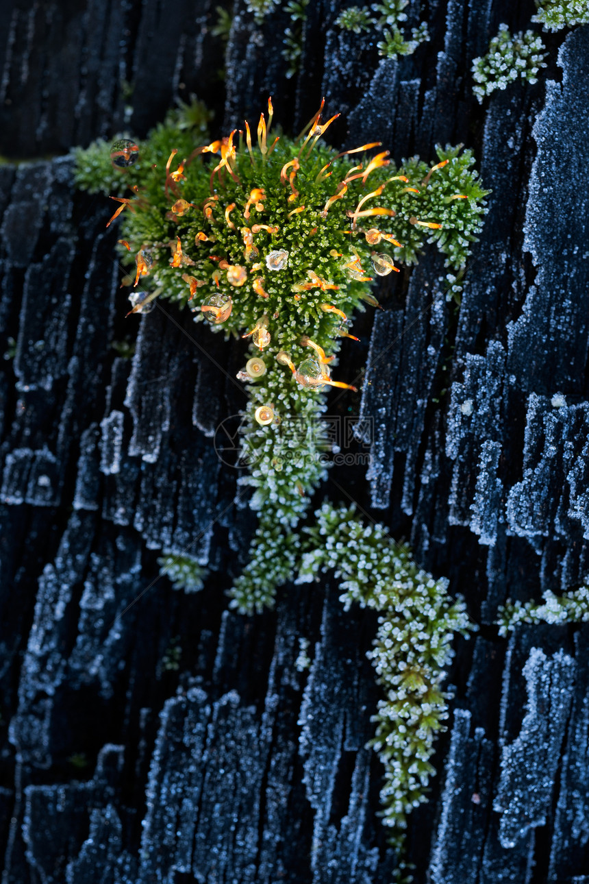 冷冻的苔叫声地衣木材环境岩石风化寒冷苔藓木头裂缝树干图片