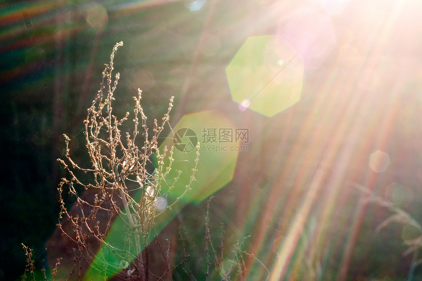 阳光光束中的植物图片