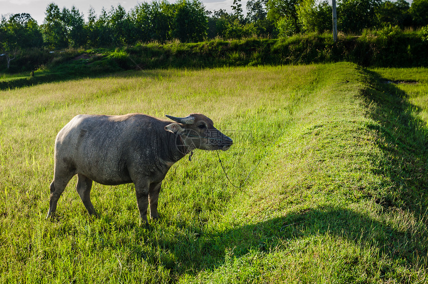 泰国水牛收成野生动物文化农场哺乳动物动物黑色工作肌肉喇叭图片