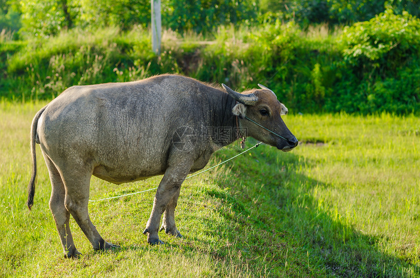 泰国水牛喇叭野生动物农场动物文化收成肌肉哺乳动物黑色工作图片
