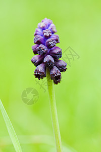 葡萄粒绿色背景森林区系黄色紫色植物宏观花园白色背景图片