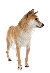 柴犬动物宠物棕色工作室背景图片