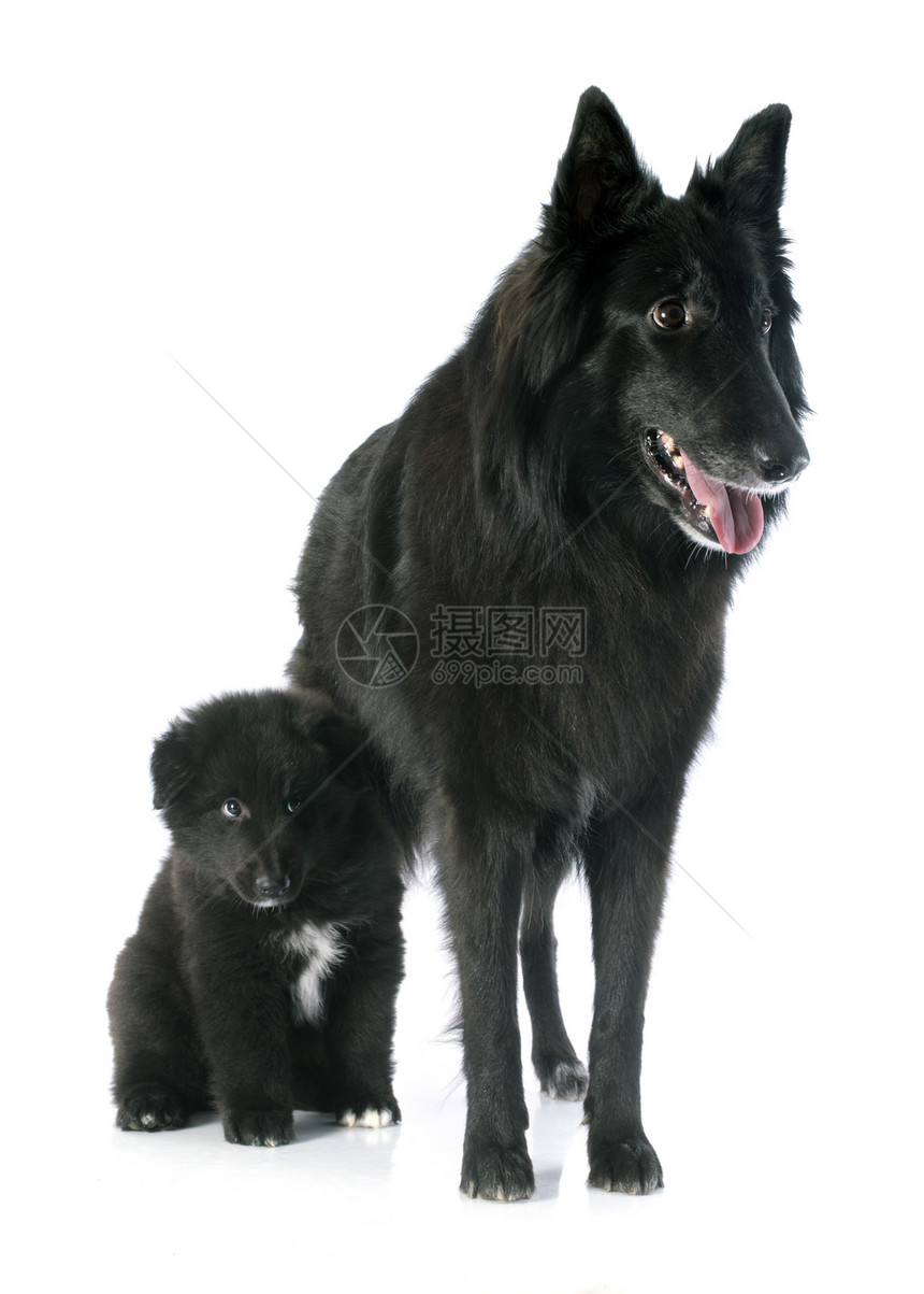 小狗和成年的greenendael工作室女性牧羊犬婴儿犬类黑色宠物成人牧羊人母亲图片