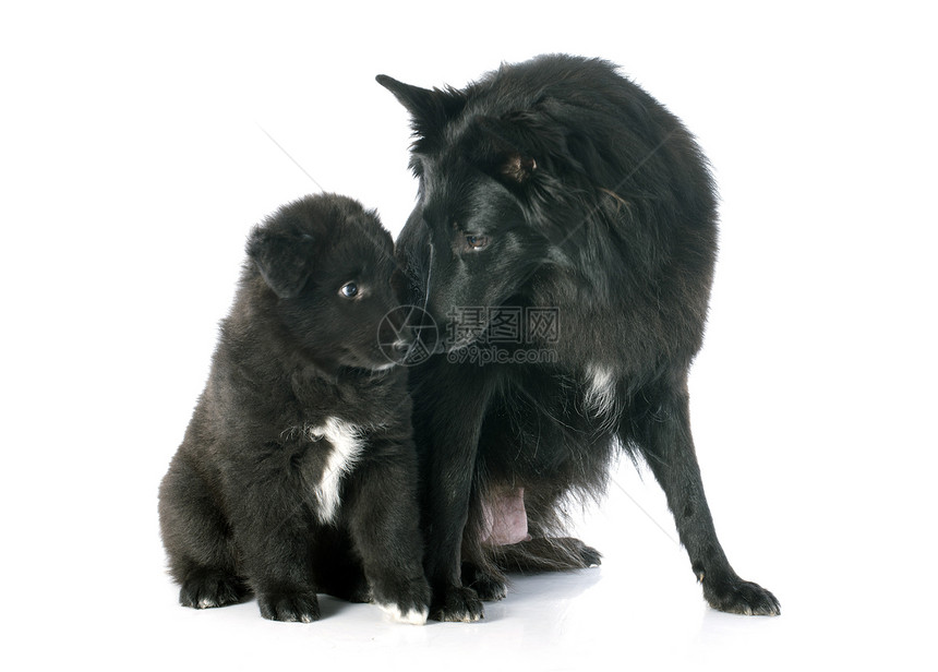 小狗和成年的greenendael女性黑色母亲牧羊犬动物成人婴儿宠物牧羊人犬类图片