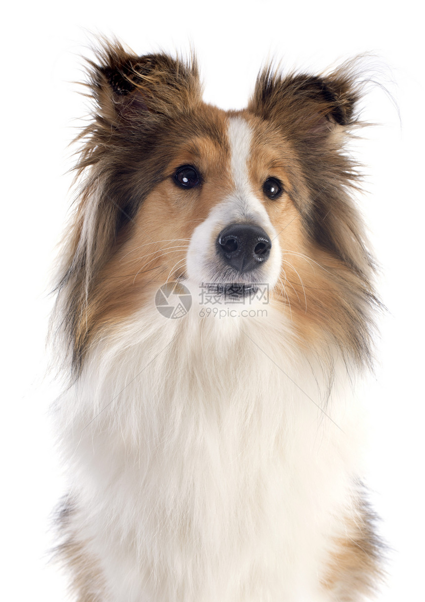 谢特兰狗棕色犬类宠物牧羊犬白色工作室动物图片