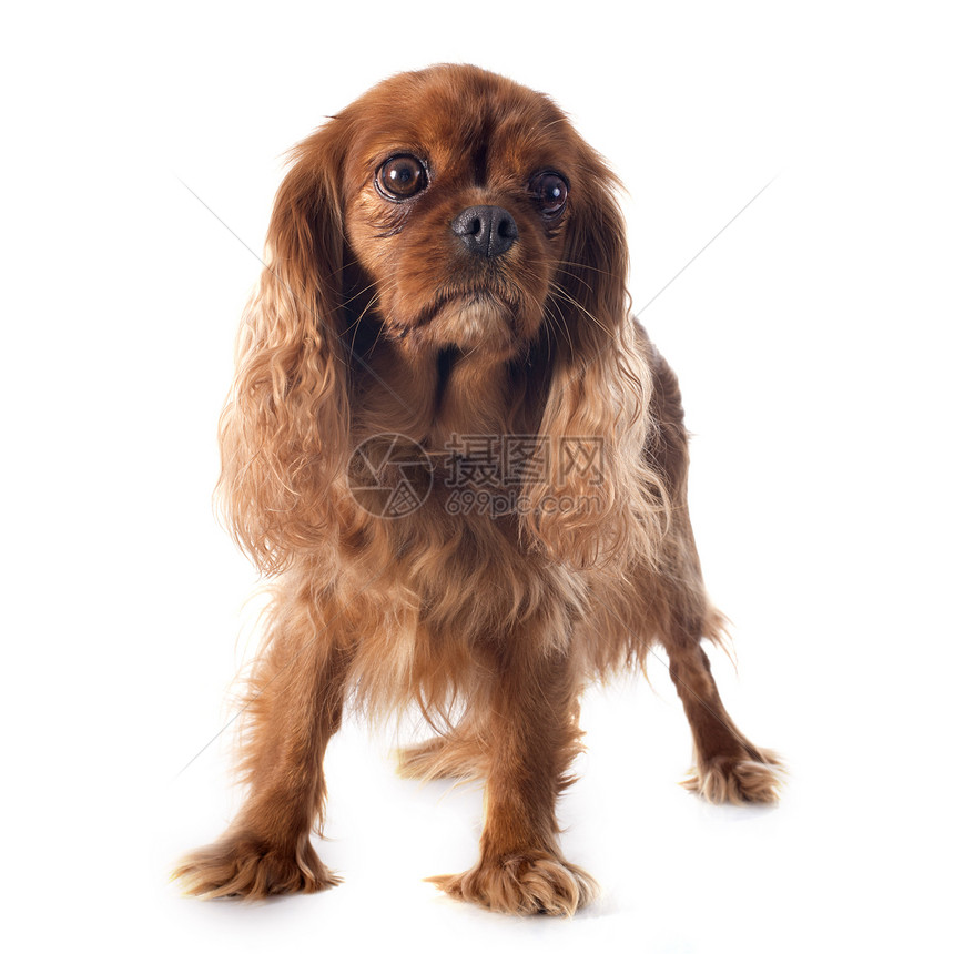 骑兵骑士王查尔斯工作室小狗棕色女性成人宠物猎犬犬类红宝石动物图片