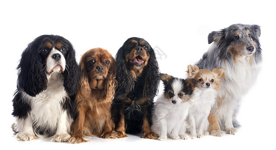 6只6只狗牧羊犬团体动物长发棕色宠物骑士黑色小狗工作室背景图片