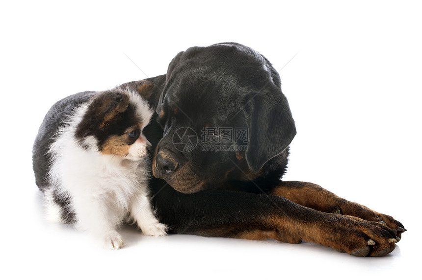 皮尔龙小狗和罗维勒黑色工作室友谊犬类三色宠物朋友们动物长发图片