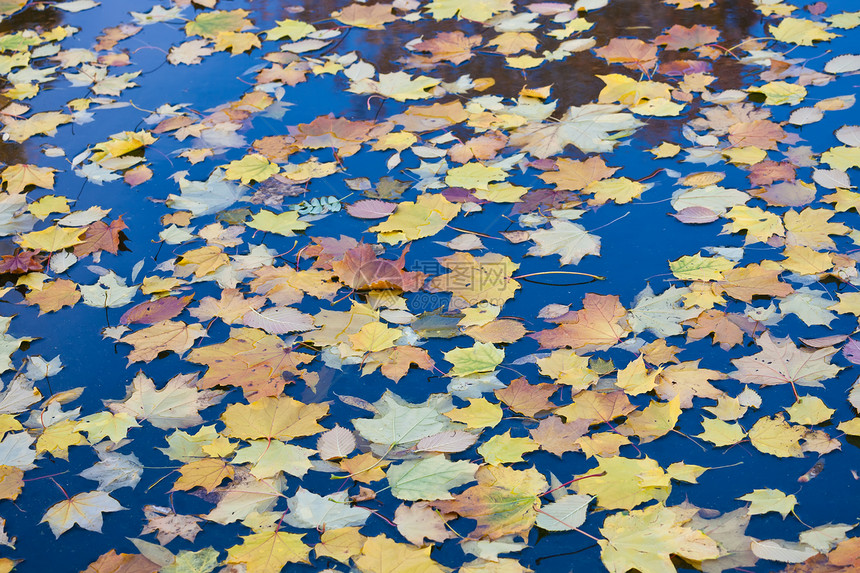 秋季活力森林棕色公园季节季节性橙子黄色植物群叶子图片