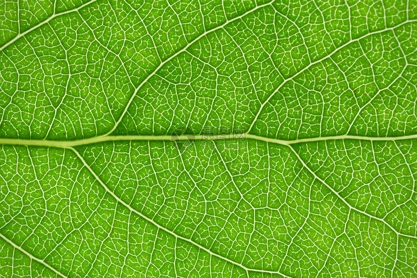 绿叶叶植物学植物宏观绿色生活环境生长生态静脉活力图片