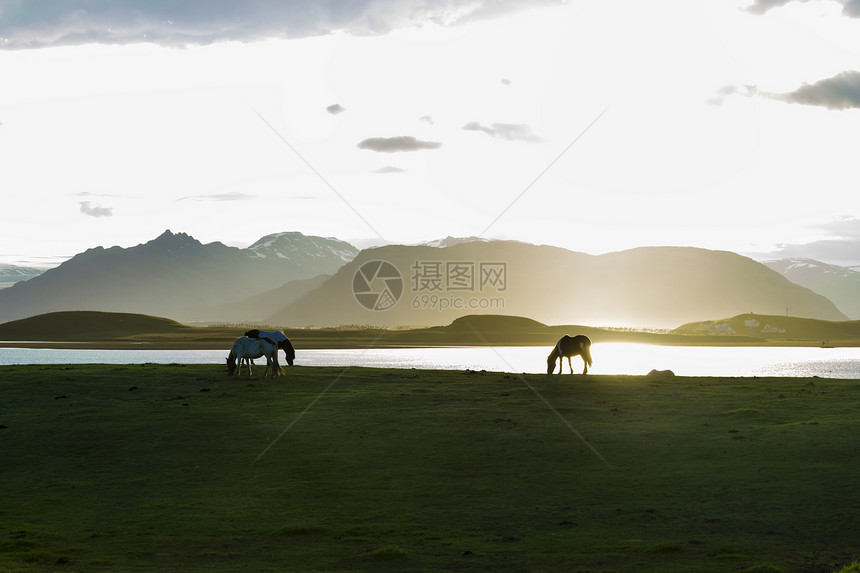 冰岛骑马对抗夏夜风景水平土地宠物绿色生活观光荒野野生动物场地草地图片