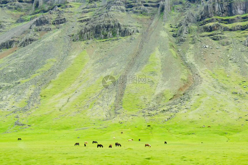 冰岛马匹在一片和平的草地上 由火山岩所支配图片