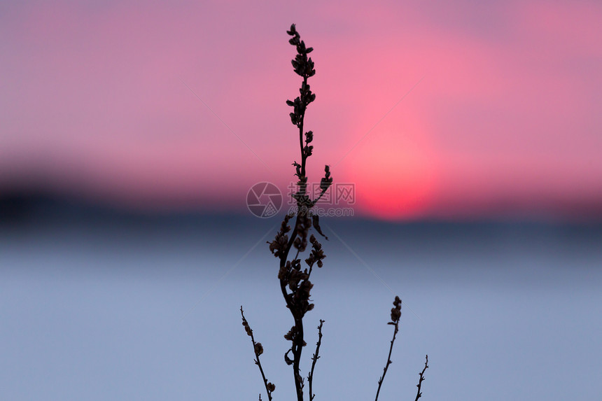 冬天日落时寒冷的青草日出蓝色草地雪花场地天空红色植物粉色图片