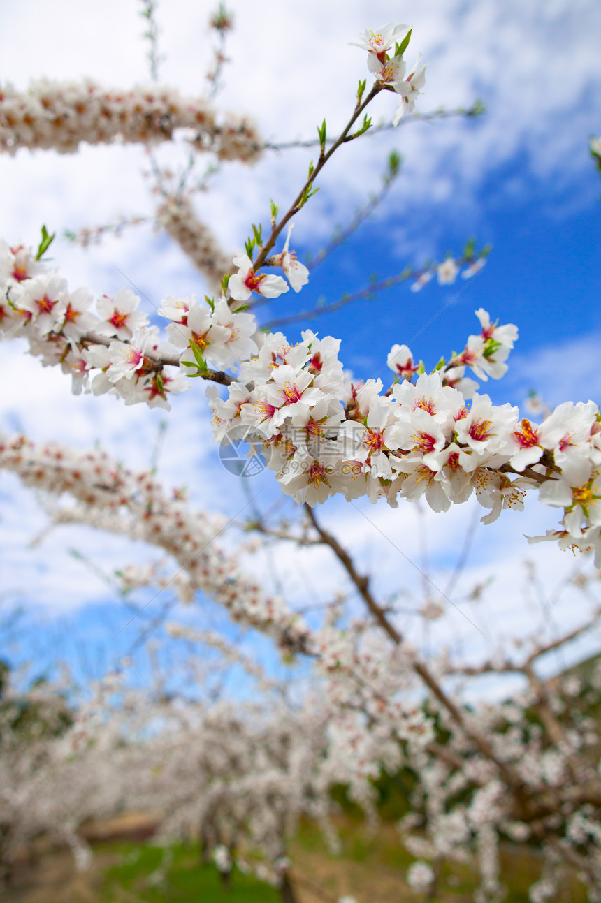 山的春杏树花太阳蓝色季节草地公园花园晴天植物群植物杏仁图片