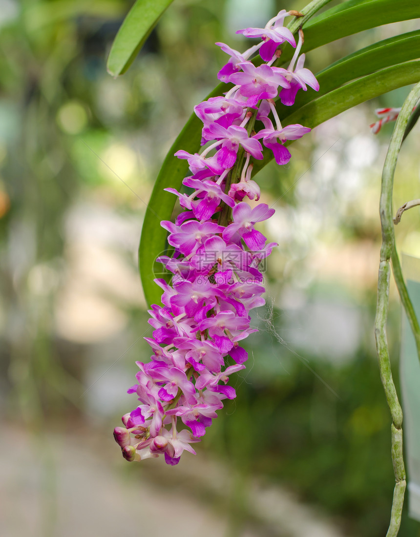 美丽的粉红色兰花花瓣环境植物群紫色植物学芳香热带农村花束叶子图片