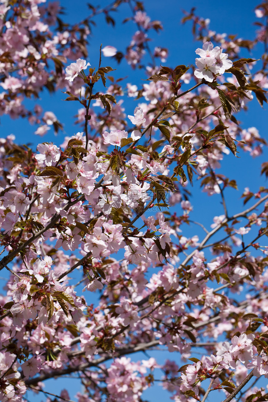 樱花花花园植物学樱花季节花瓣粉色宏观植物天空蓝色图片