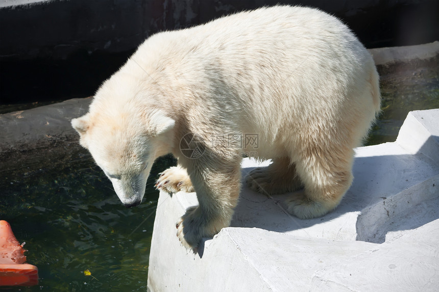 北极熊野生动物猎人婴儿力量幼兽捕食者荒野毛皮动物园动物图片