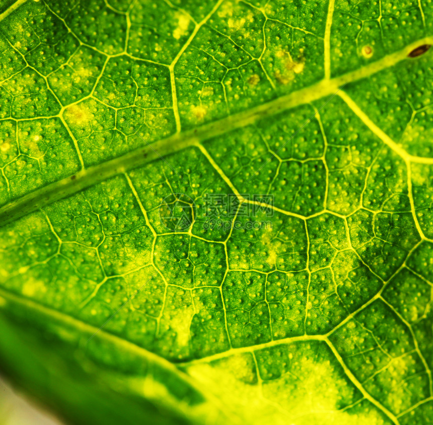 绿叶叶热带生活栽培森林活力生态生物学绿色植物宏观植物图片