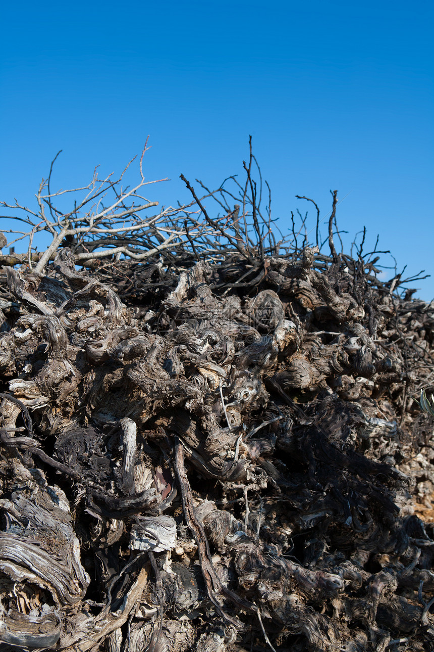 西班牙的葡萄园干燥木柴图片