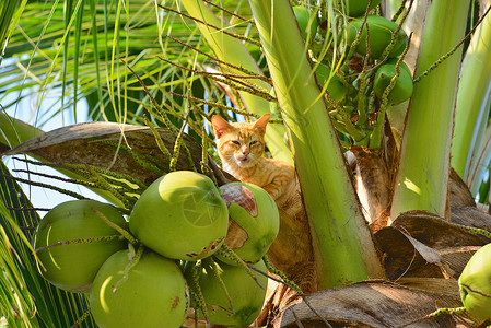 树上的猫小猫动物叶子毛皮绿色宠物猫科背景图片