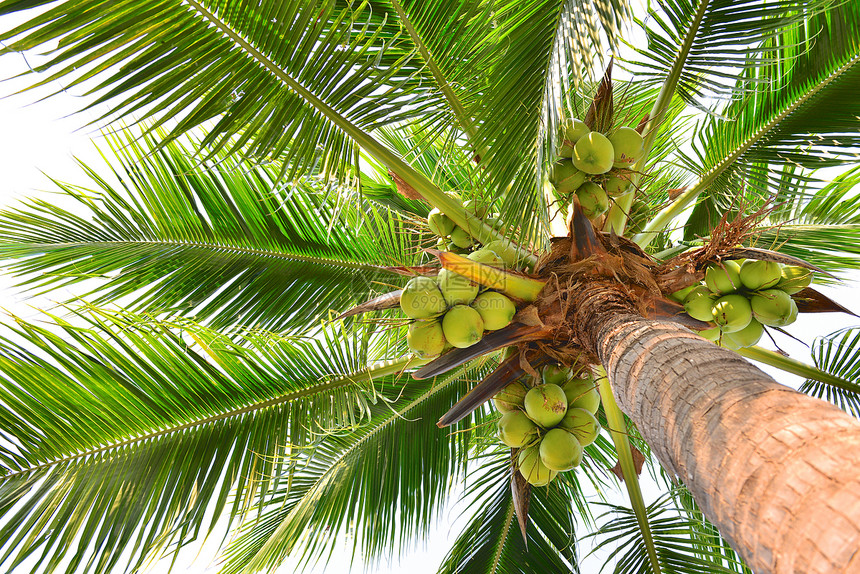 椰子棕榈树坚果绿色水果热带气候图片