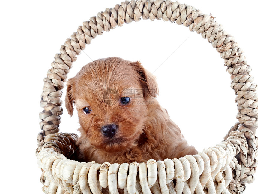 一只小狗在一篮子里的肖像友谊快乐爪子棕色脊椎动物幸福猎犬褐色乐趣朋友图片