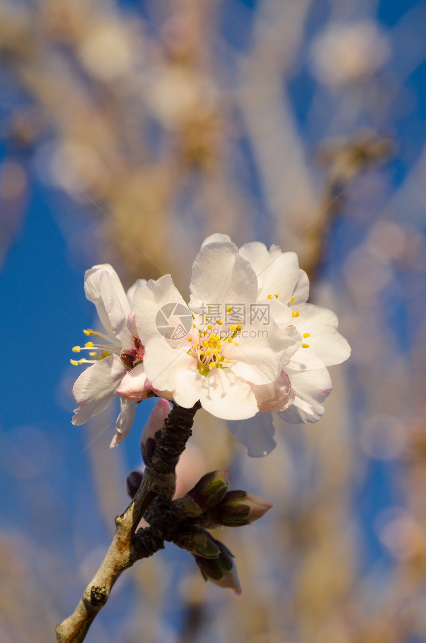 杏仁树花花花瓣植物群分支机构季节季节性白色图片