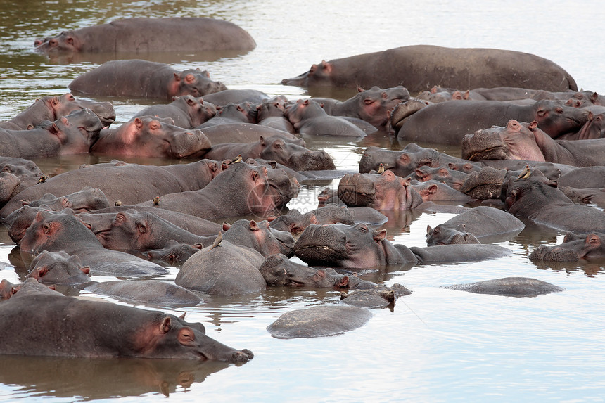 河马马赛马拉河肯尼亚动物哺乳动物野生动物团体旅行图片