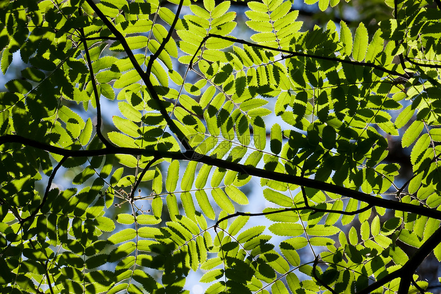 休假背景背景生长太阳植物森林环境活力阳光叶子树木绿色图片