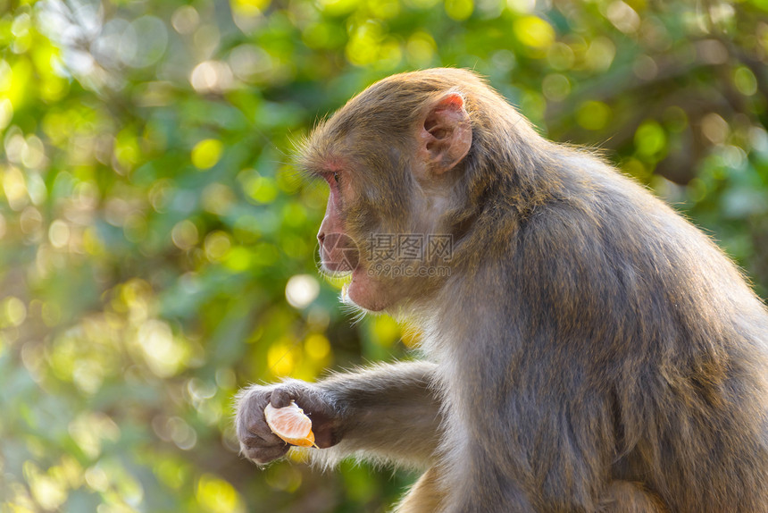 吃橙子的麦卡克绿色植物生态旅游哺乳动物动物杂食性猴庙保护动物学灵长类丛林图片