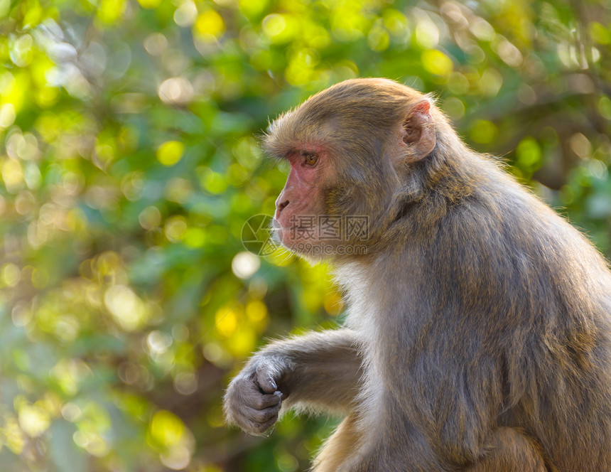 Macaque 猴子杂食性叶子灵长类动物学动物群荒野动物沉思绿色植物哺乳动物图片