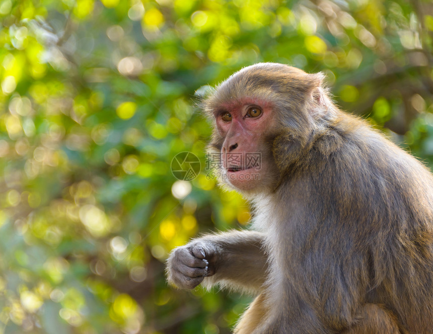 Macaque 猴子生态保护警报动物学猴庙生物学生态旅游野生动物成人阳光图片