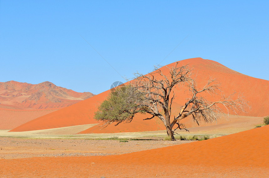 纳米比亚Sossusvlei附近草地和沙丘景观沙漠荒野干旱纳米布漫滩风景孤独橙子图片