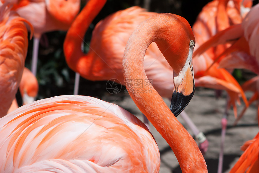 动物园中的粉红火烈鸟脖子夫妻生物旅行墙纸公园野生动物生活水池动物群图片