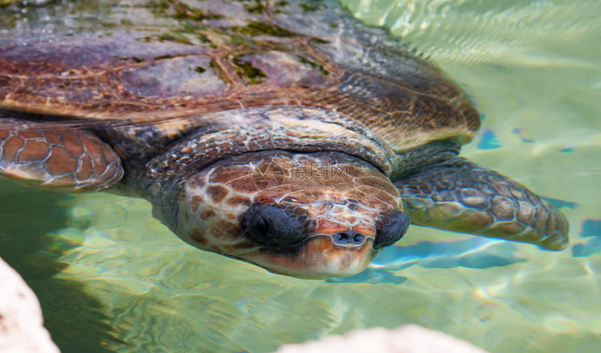 水下海龟生物水族馆热带多样性荒野蓝色玳瑁野生动物环境爬虫图片