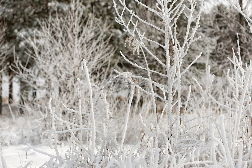 树木和灌木覆盖着无霜雪图片