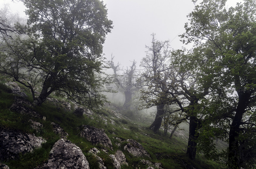 山顶有雾摄影丘陵爬坡绿色天空阴影白色土地树木环境图片