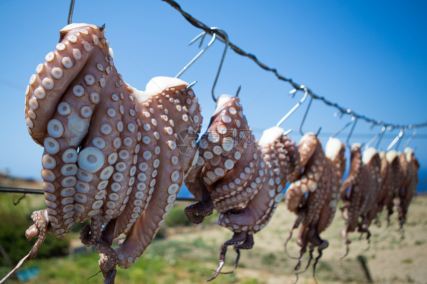 希腊传统捕鱼方式的八爪鱼(Octopus)图片